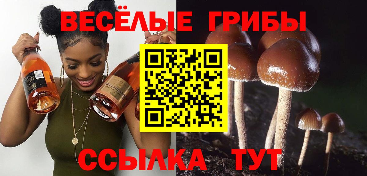 Галлюциногенные грибы Psilocybe  Вход с VPN  Сердобск 